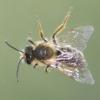 Andrena sp.